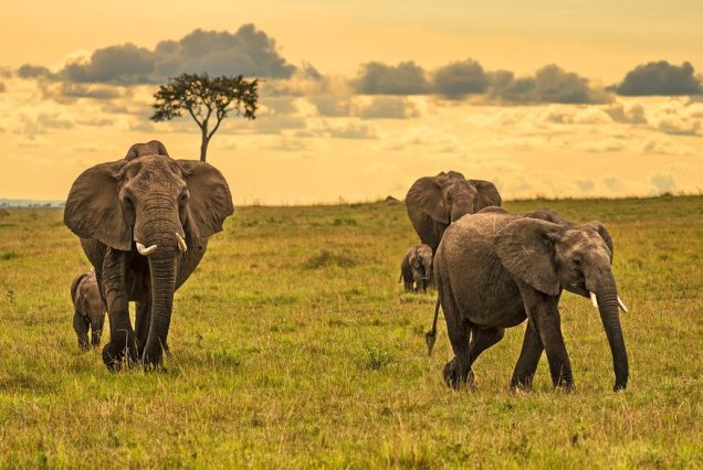 Maasai Mara