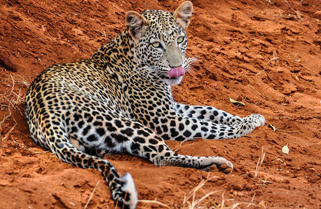 Tsavo National Park
