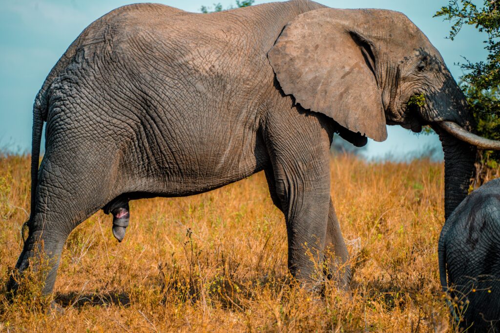 Kenya & Tanzania Budget Camping Safari